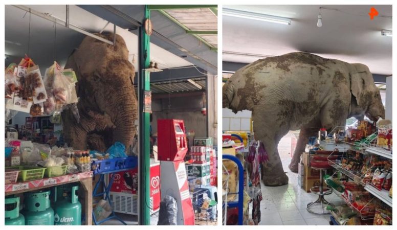 Un elefant a fost filmat în timp ce se înfrupta cu dulciuri într-un magazin / VIDEO