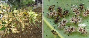 Invazia insectelor în timpul sezonului cald. Ce efecte pot avea asupra ecosistemului