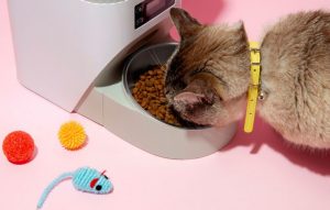 Guvernul României vrea să mărească TVA la hrana pentru animalele de companie