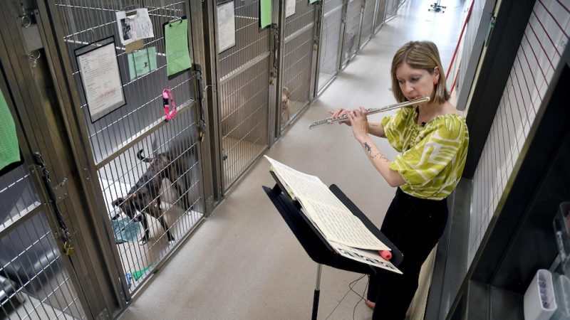 Muzica alină animalele stresate din adăposturi
