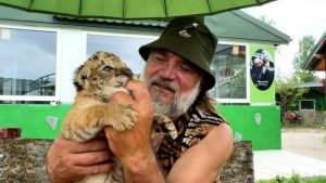 Eveniment rar: Un pui de ligru s-a născut la o grădină zoologică din Suceava. Părinții lui sunt un tigru și un leu