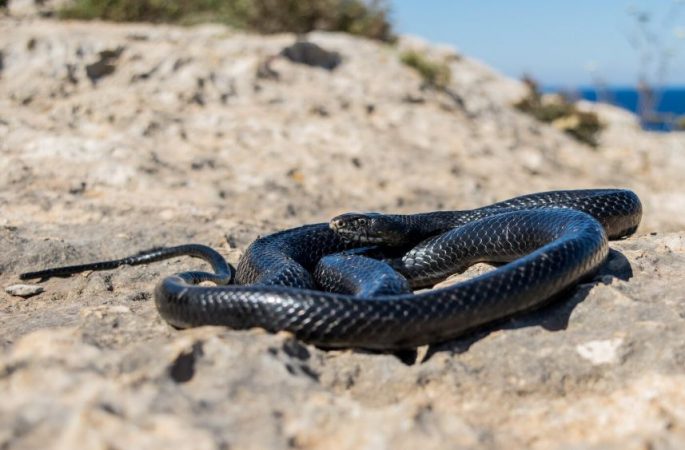 Ibiza, invadată de șerpi „de mare”! Turiștii evită să mai intre în apă + ce susțin experții despre criza ecologică