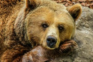 Autoritățile avertizează populația din Șumuleu Ciuc în privința urșilor: „Cu ursul nu e de joacă”