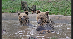 Doi urși au evadat dintr-un parc britanic și au devorat rezervele de miere ale săptămânii