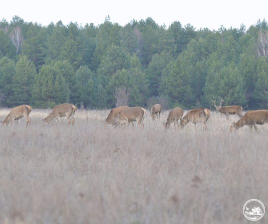 Record istoric în Rezervația Cernobîl: cel mai mare grup de căprioare observat până acum în zonă