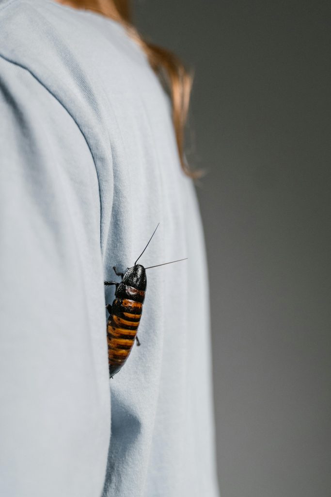 Gândacii sunt foarte activi vara. sursa foto pexels.com