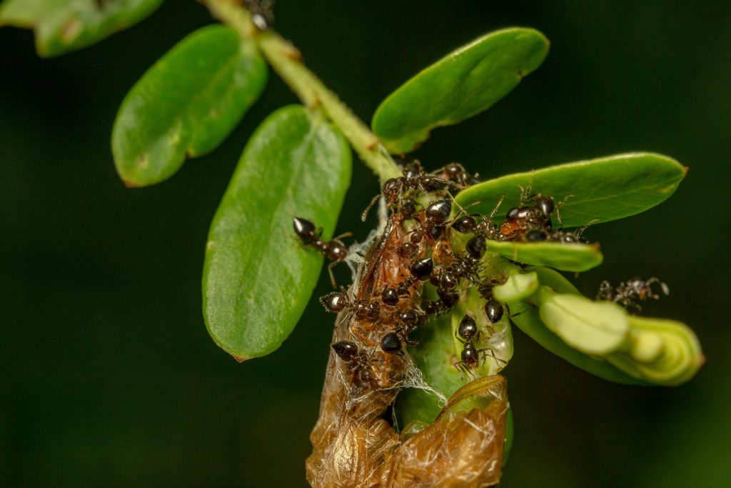 Furnicile sunt atrase de resturi dulci. sursa foto pexels.com