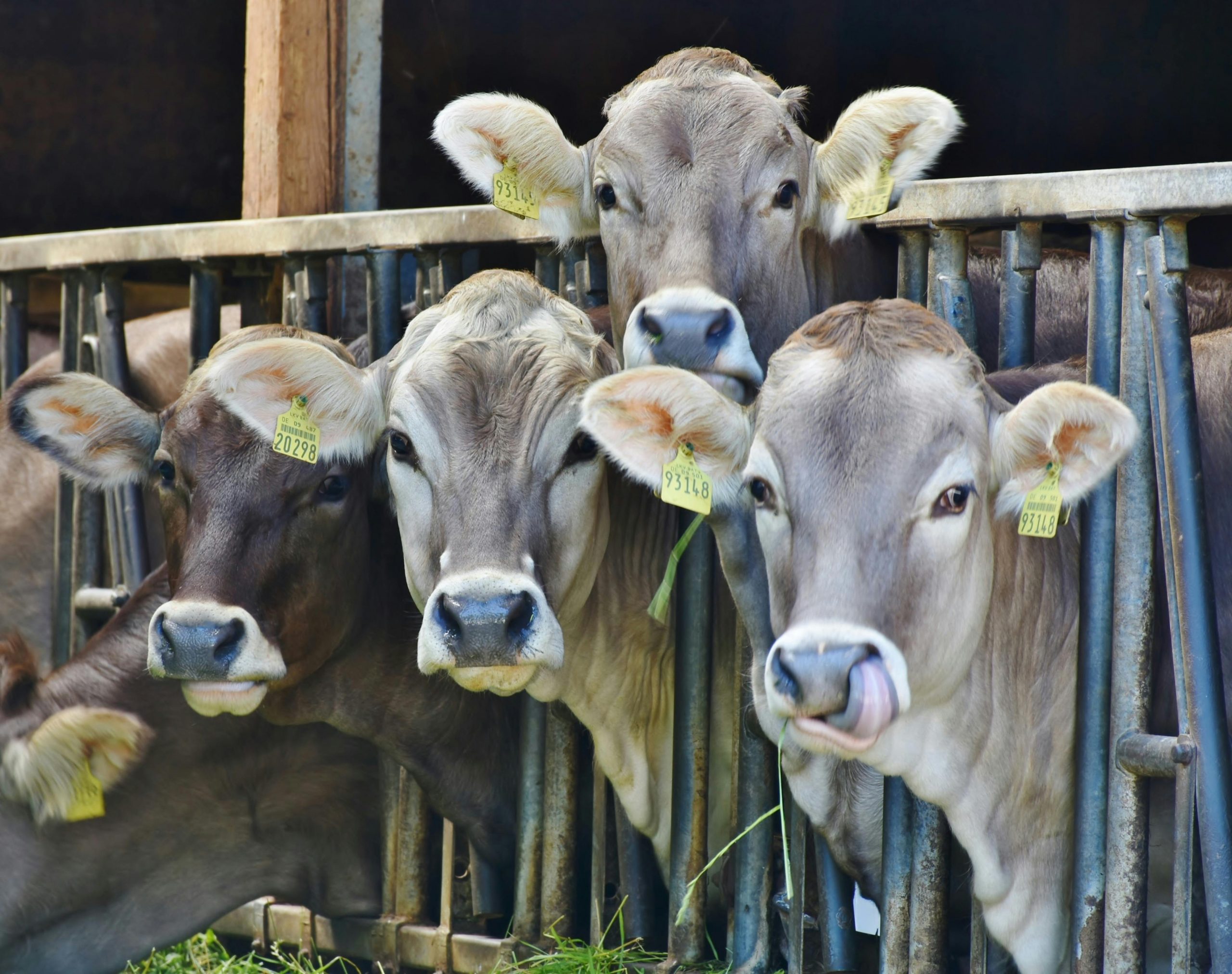 Alertă veterinară în Bihor: caz de leucoză bovină, sursa foto pexels.com