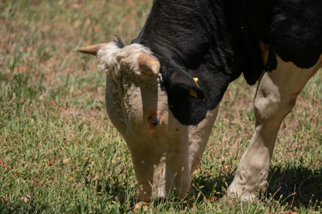 Boala nu se transmite la oameni. sursa foto pexels.com