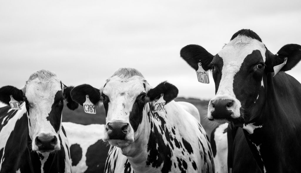 Fermierii sunt obligați să sacrifice animalele bolnave. sursa foto pexels.com