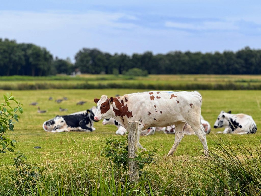 Leucoza bovină este asemănătoare cu leucemia la oameni. sursa foto pexels.com