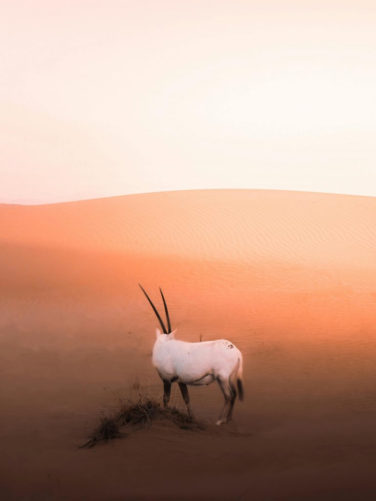 Unele specii supraviețuiesc la temperaturi de peste 50 de grade Celsius. sursa foto pexels.com