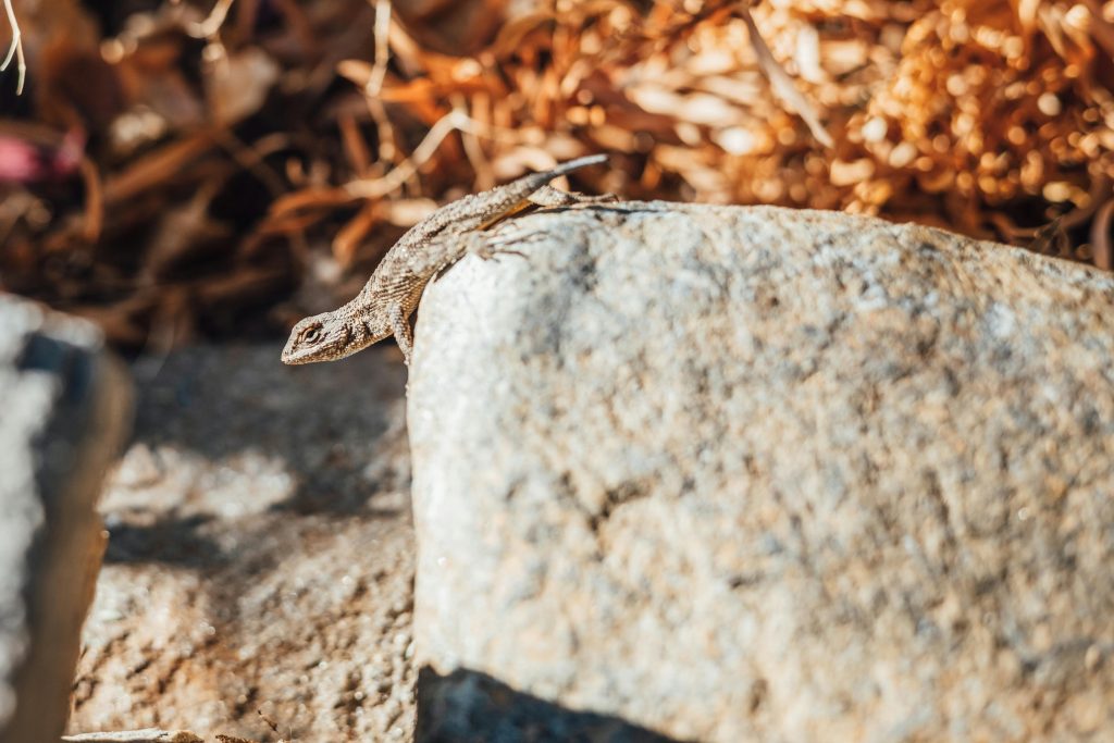 Organismele mici sunt cele mai predispuse la evoluție. sursa foto pexels.com