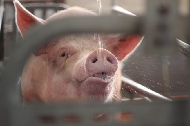 Animalele de fermă pe timp de caniculă: cum le protejezi de căldura extremă
