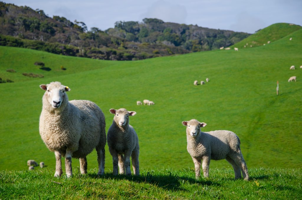 Animalele trebuie vaccinate sau tratate cu antibiotic la primul semn de boală. sursa foto freepik.com