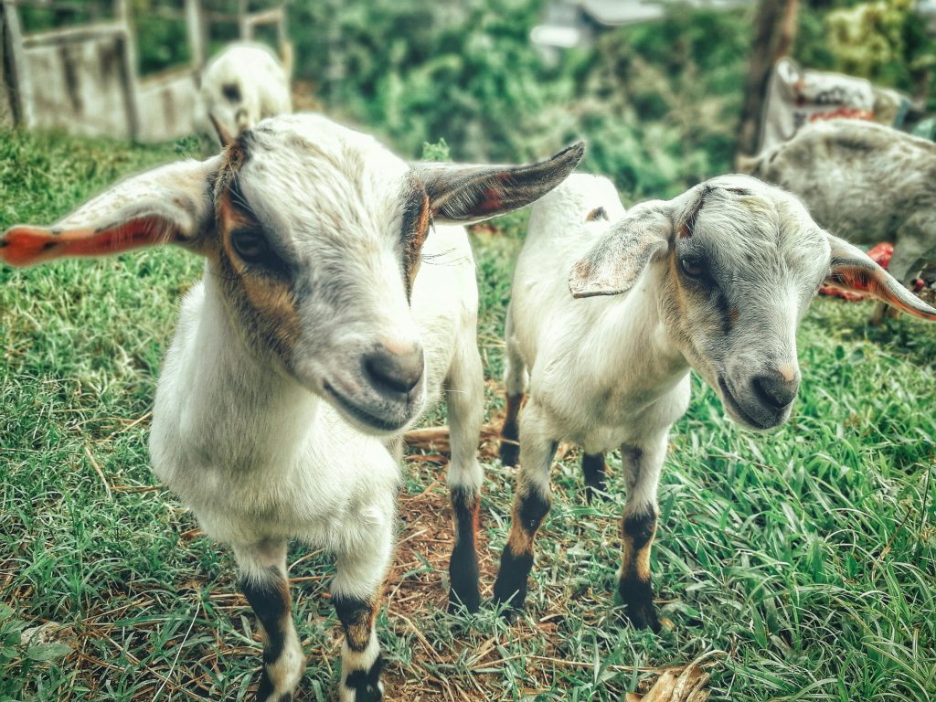 Animalele iau antrax din sol sau secreții contaminate, și pot transmite boala la om. sursa foto freepik.com