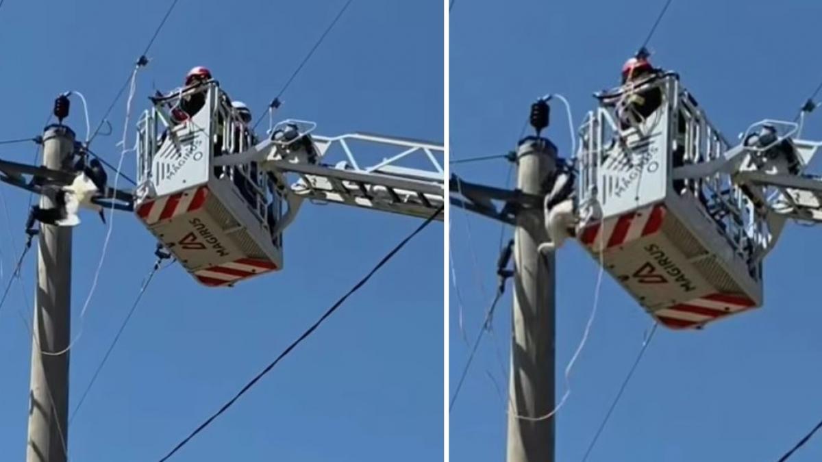 Barză, salvată dintr-un cablu de înaltă tensiune în județul Giurgiu! Sursa foto Facebook ISU Giurgiu