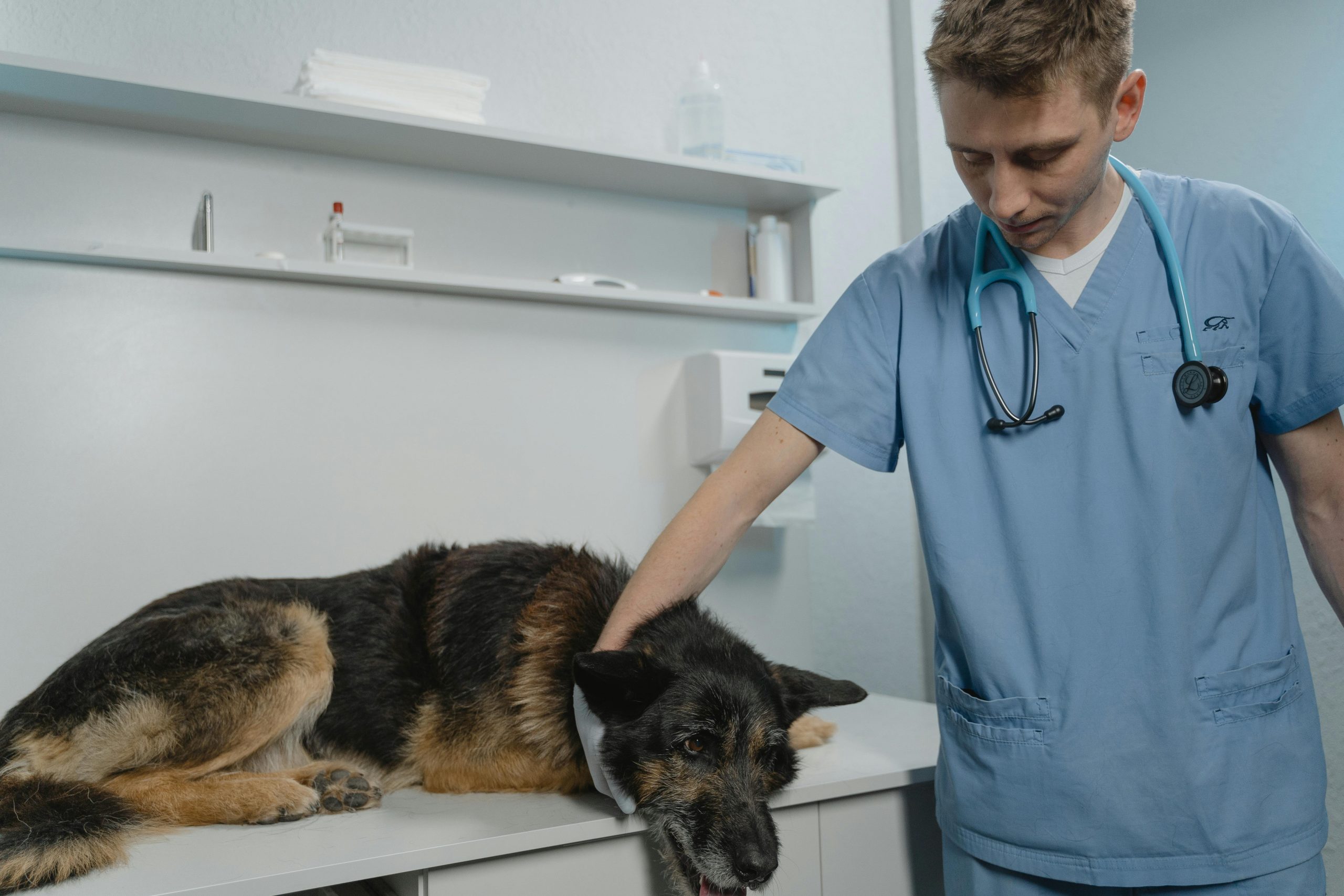 Cabinete veterinare în stațiunile de pe litoralul românesc. sursa foto pexels.com