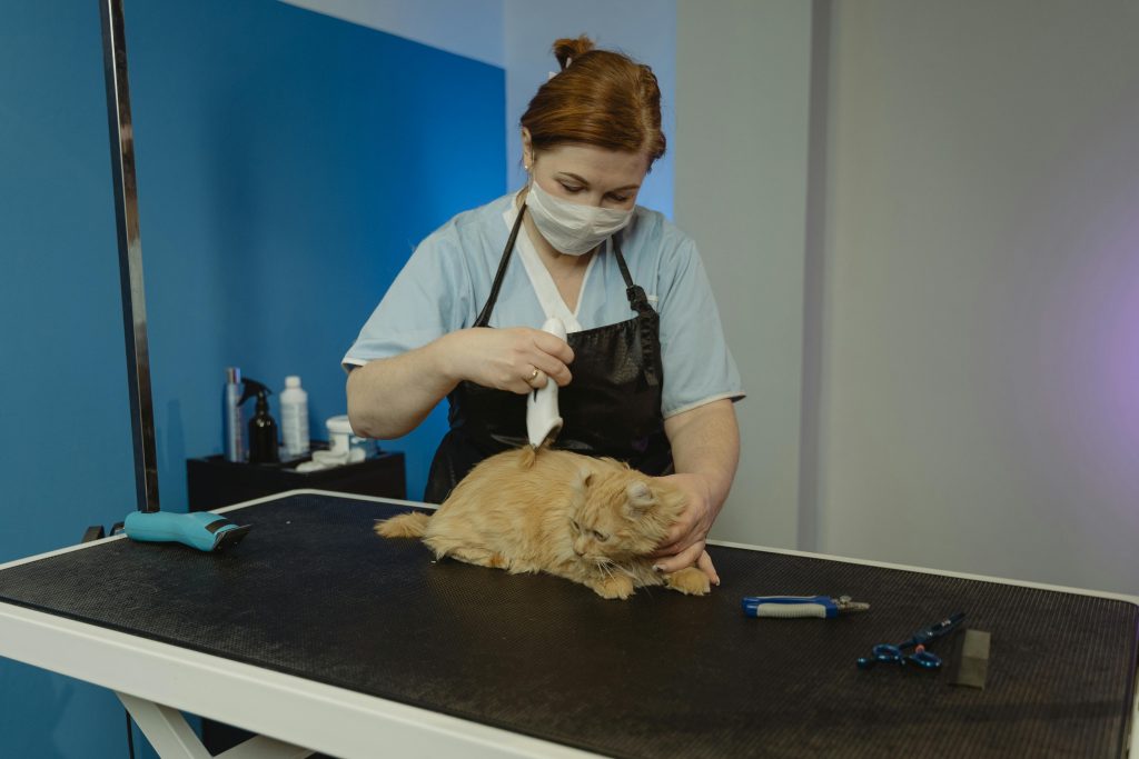 Ajutor veterinar în vacanța de la Marea Neagră. sursa foto pexels