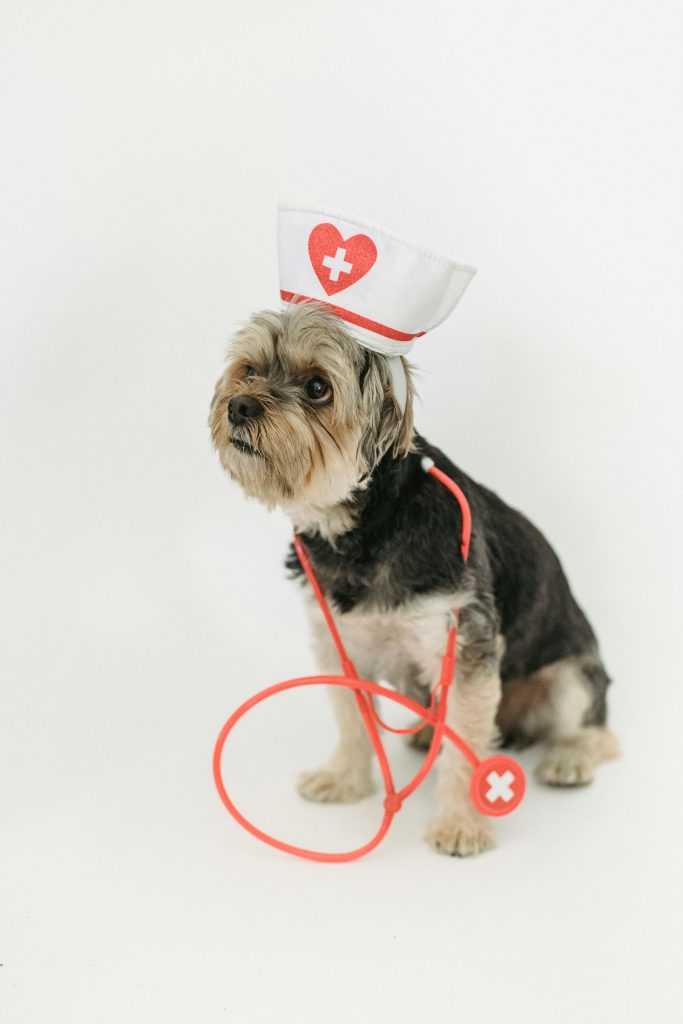 Animalele de companie se pot accidenta pe litoral. sursa foto pexels.com
