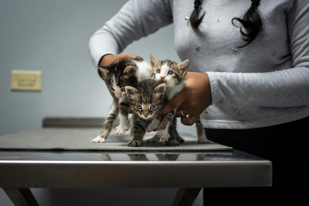 La cabinete poți duce și animalele găsite pe litoral. sursa foto pexels.com