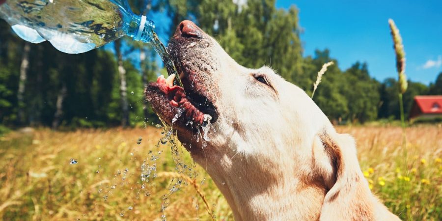 Câinii nu suportă căldura! 10 sfaturi să-i ajuți în zilele toride de vară
