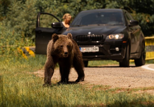 Ce faci dacă te întâlnești cu un urs? Ghid complet pentru turiști