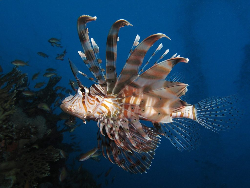 Cum arată devil firefish (Pterois miles). sursa foto Alexander Vasenin CC BY-SA 3.0