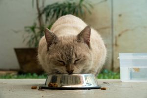 Diabetul la animalele de companie: ce trebuie să știe stăpânii despre dietă, greșeli frecvente și rase predispuse