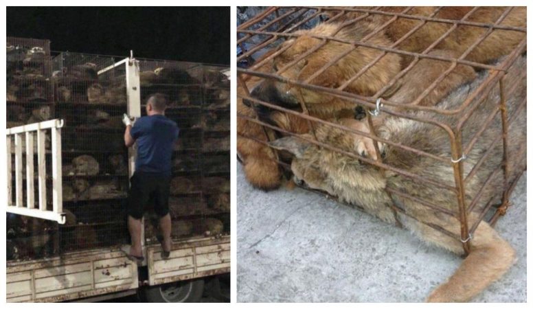 Festivalul Cărnii de Câine de la Yulin, China. ONG-urile cer interzicerea evenimentului anual