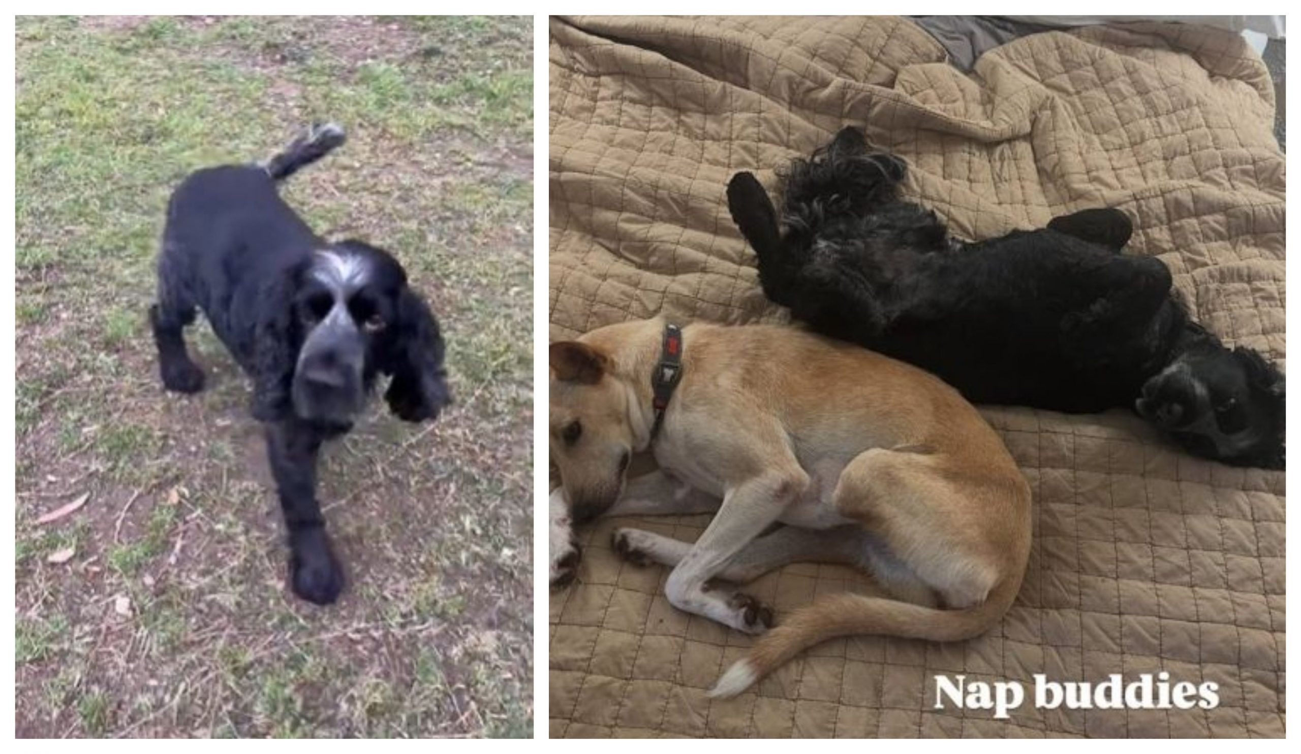 Ceva mai adorabil nu există! Patrupedul care a învățat să meargă șchiopătând pentru sora lui adoptivă cu trei lăbuțe / VIDEO