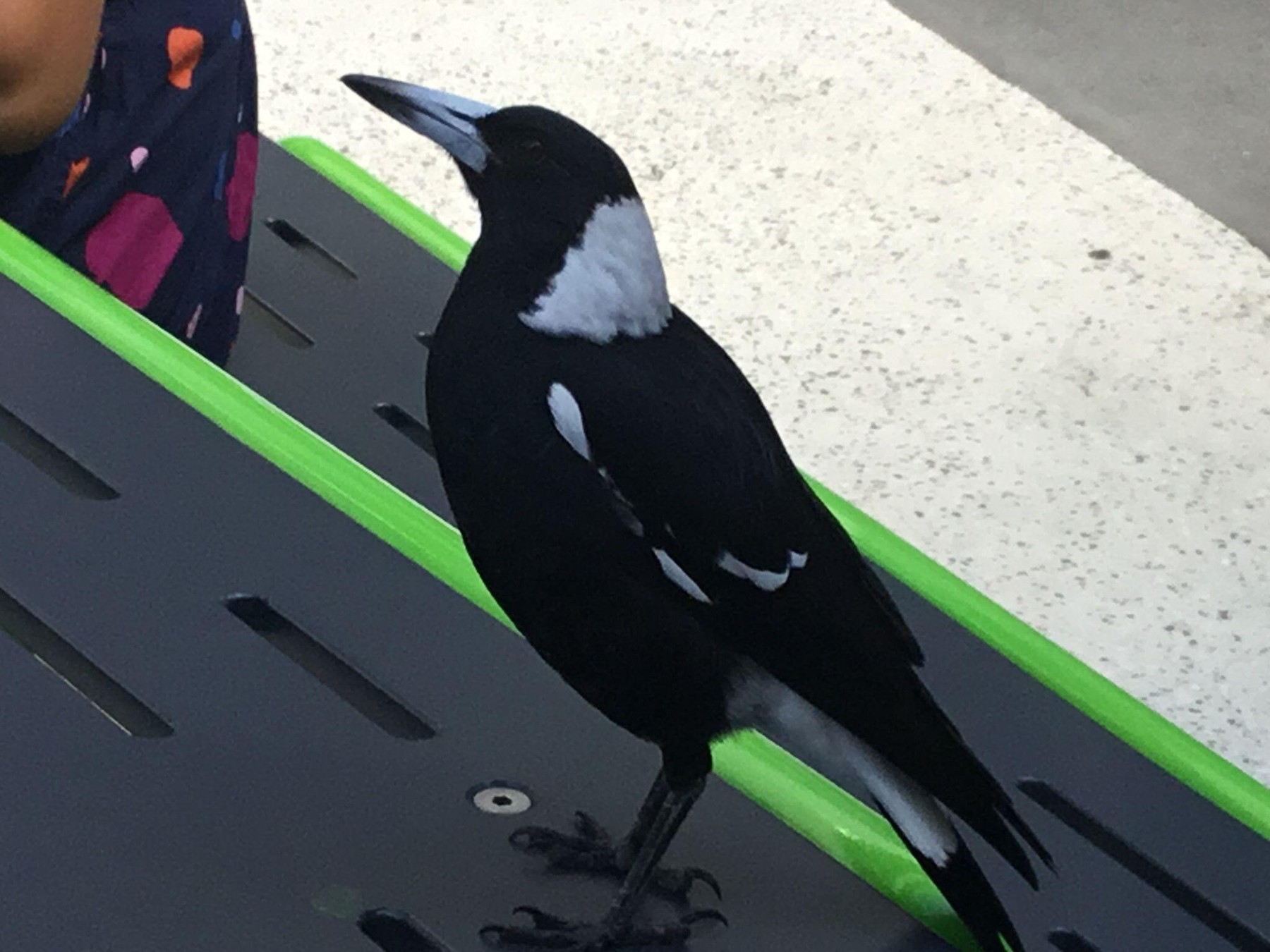 Fosilă de Currawong, veche de 19 milioane de ani, descoperită în Noua Zeelandă. sursa foto profimedi