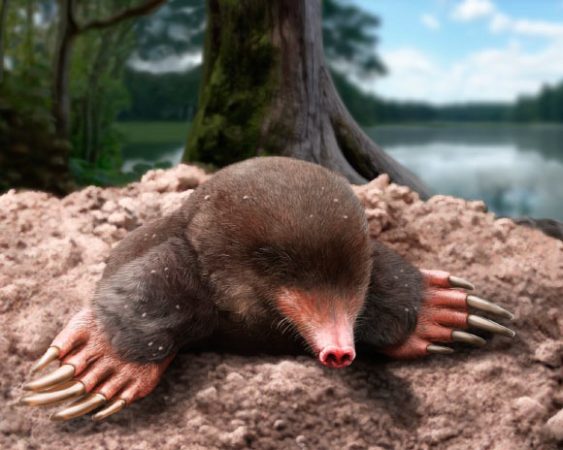 Fosilă veche de 3,25 milioane de ani, identificată ca o nouă specie de cârtiță