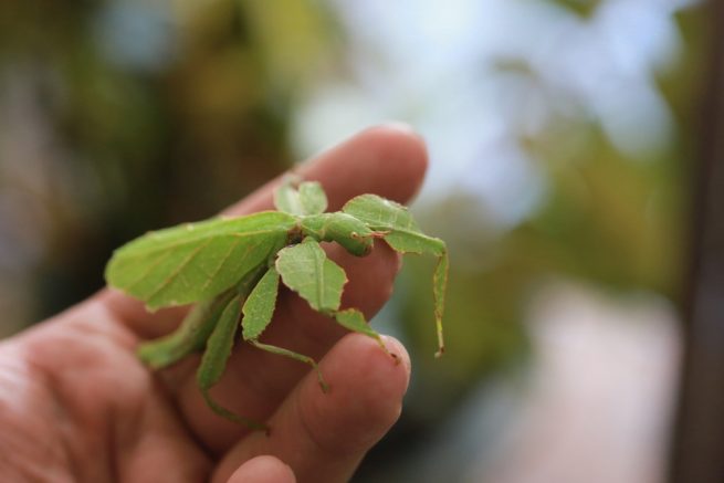 Insecta frunză – cea mai spectaculoasă maestră a camuflajului din natură