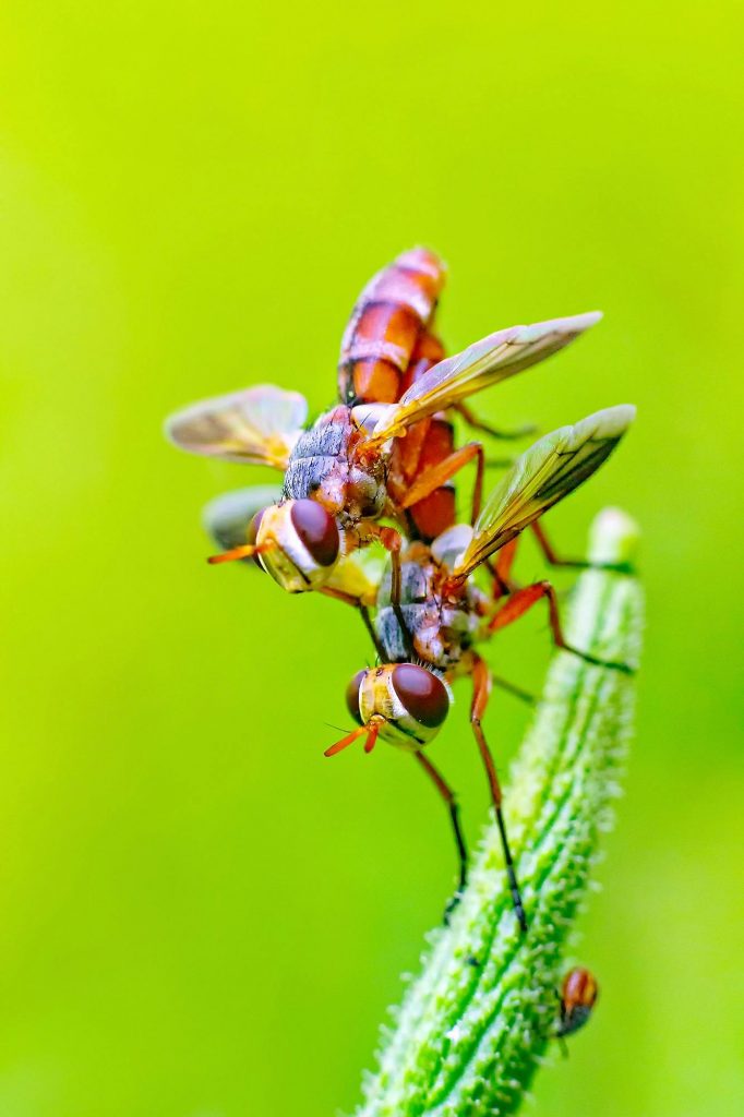 Insectele sunt atrase de mâncare. sursa foto pexels.com
