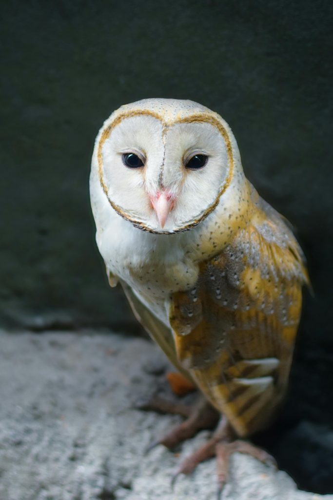 Specialiștii antrenează AI pentru a calcula numărul de bufnițe prin capacitatea de a distinge chemările individuale ale acestora. sursa foto pexels.com