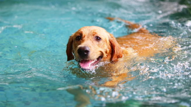 Îți poți lăsa câinele să intre în piscină?