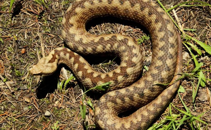 Descoperire excepțională în Austria! O specie hibridă de viperă, rezultatul încrucișării a două specii veninoase