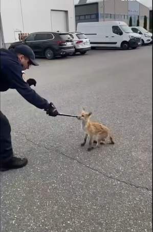 Vulpea a fost prinsă în siguranță. sursa foto captură Facebook