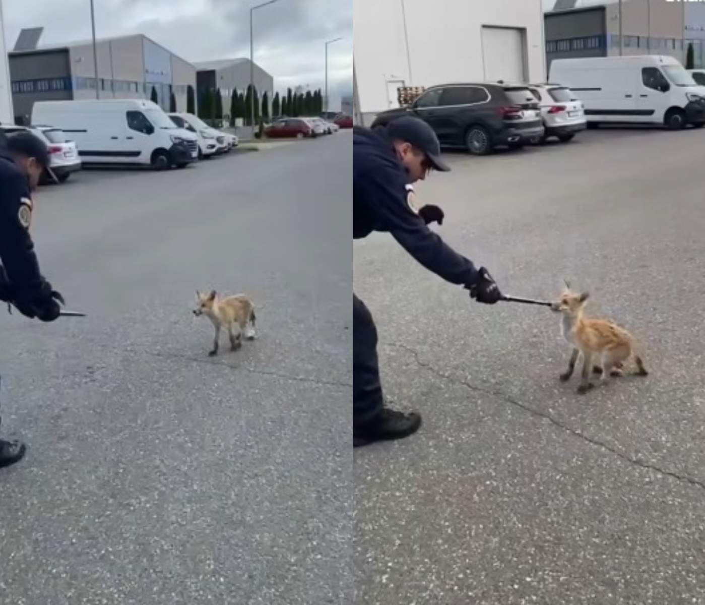 O vulpe rătăcită în Brașov a pus pe jar jandarmii! sursa foto captura Facebook
