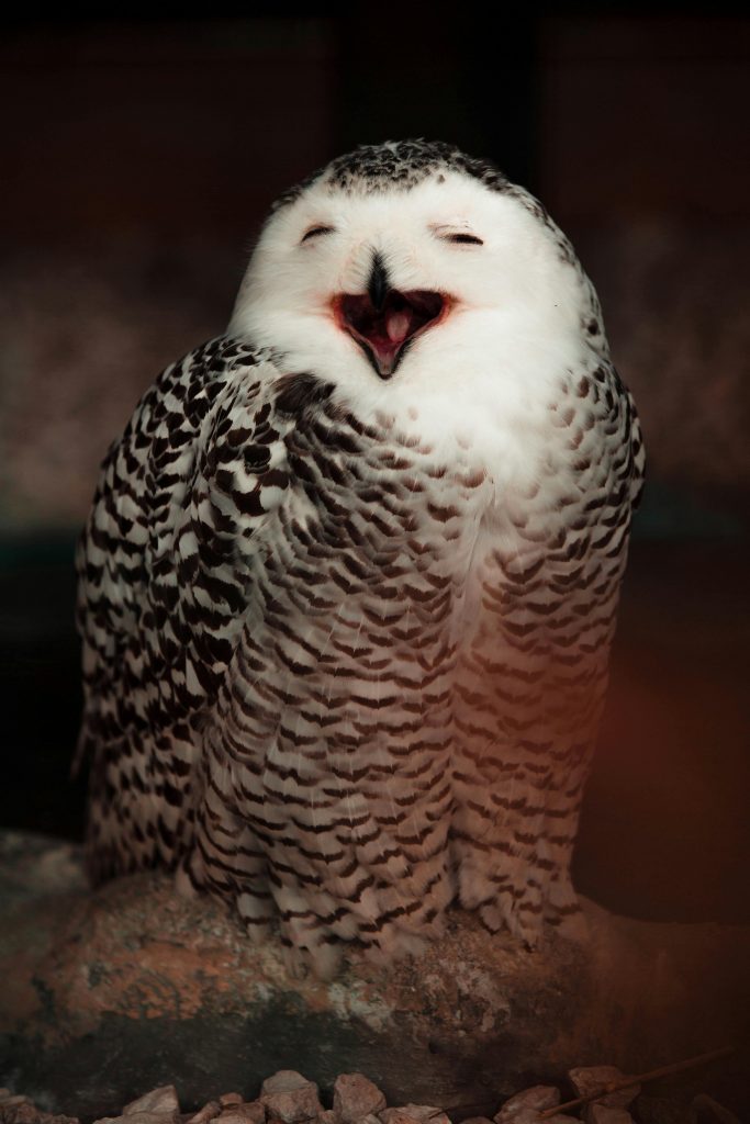 Râsul animalelor este emis prin sunete specifice. sursa foto pexels.com
