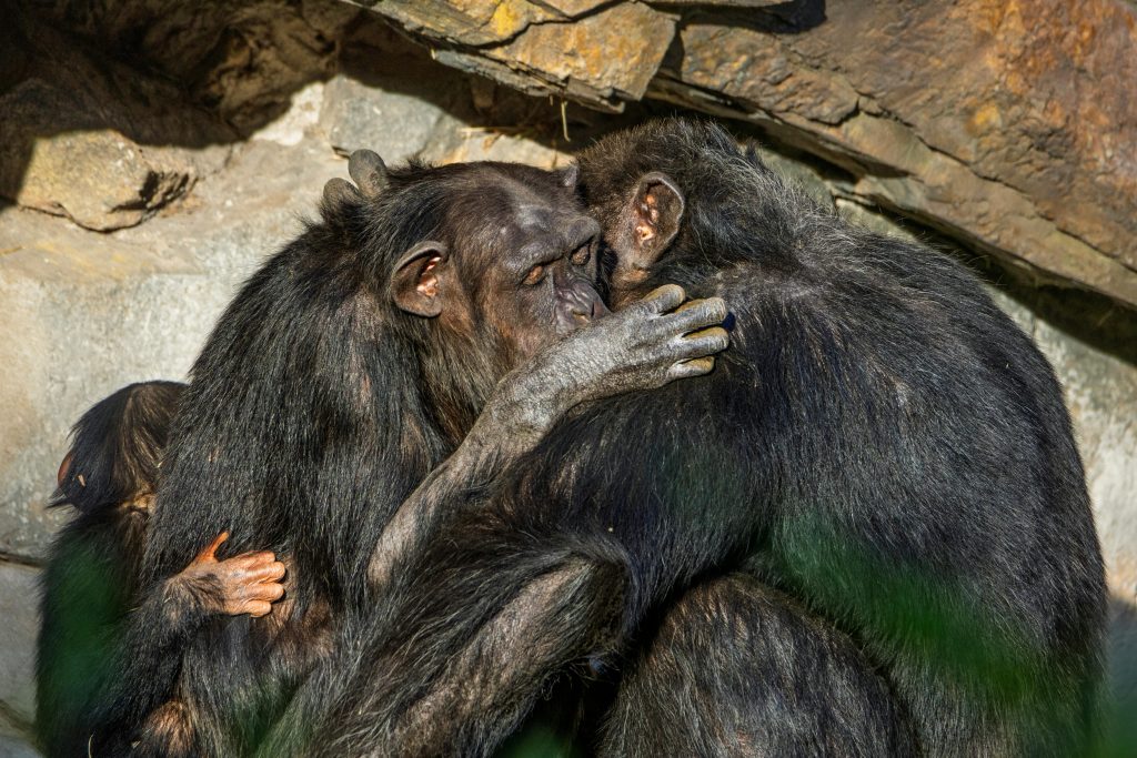 Relațiile între cimpanzeii rude nu influențează supraviețuirea puilor. sursa foto pexels.com