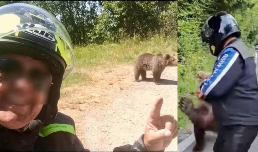 Puii ursoaicei împușcate pe Transfăgărășan vor fi relocați la Zărnești. sursa foto capturi