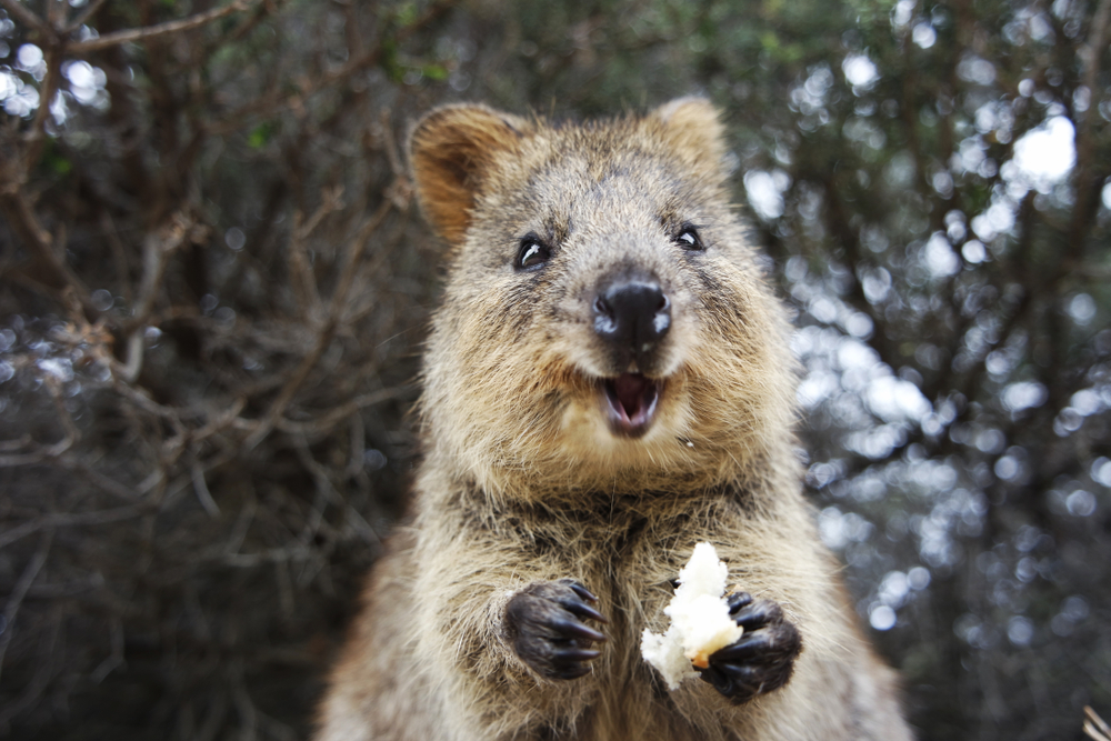 Zâmbetul din inima Australiei: Quokka – cel mai fericit animal din lume