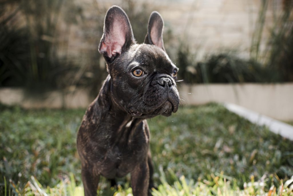 Buldogii francezi sunt tot mai costisitori. sursa foto pexels.com