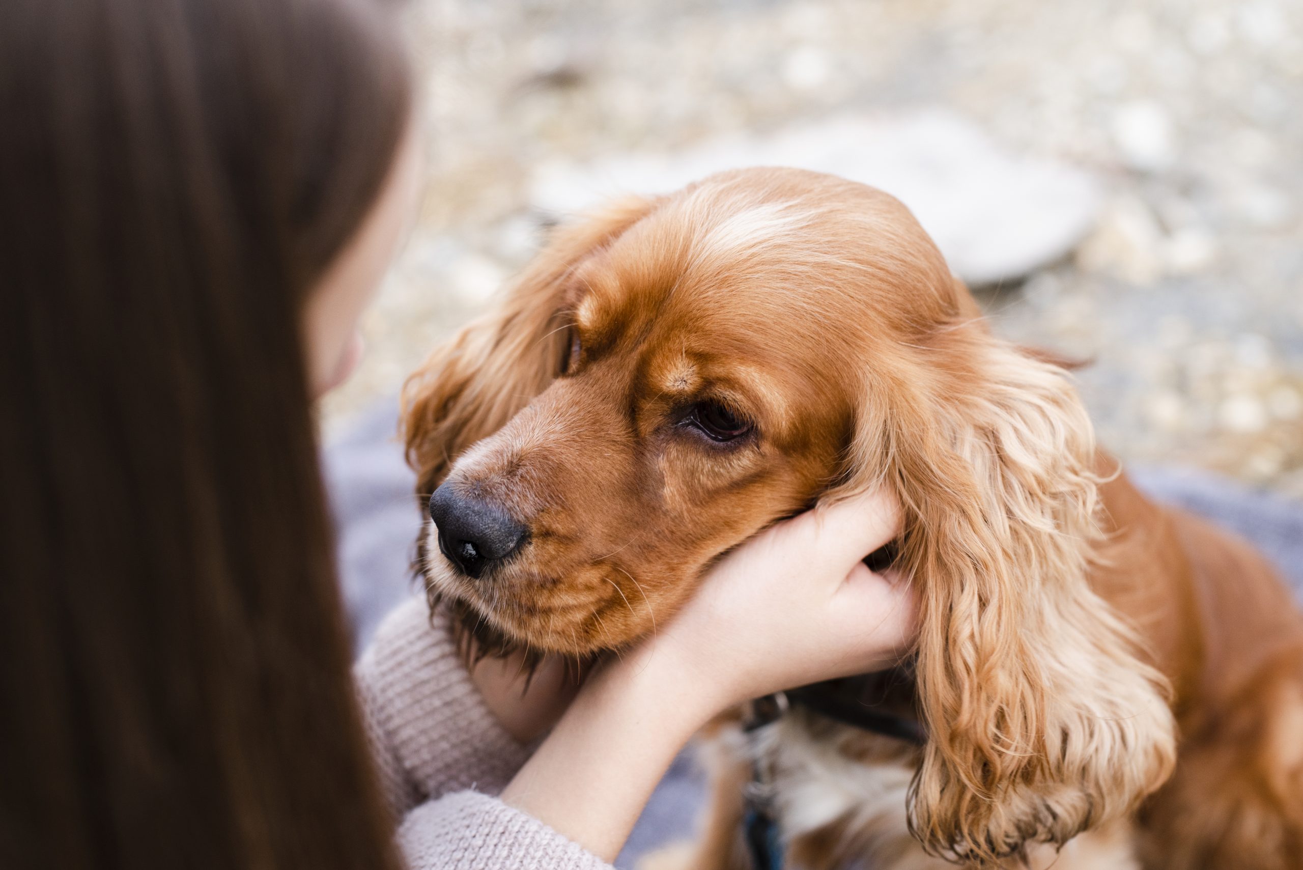 Spanielii înlocuiesc buldogii francezi în Marea Britanie. sursa foto pexels.com