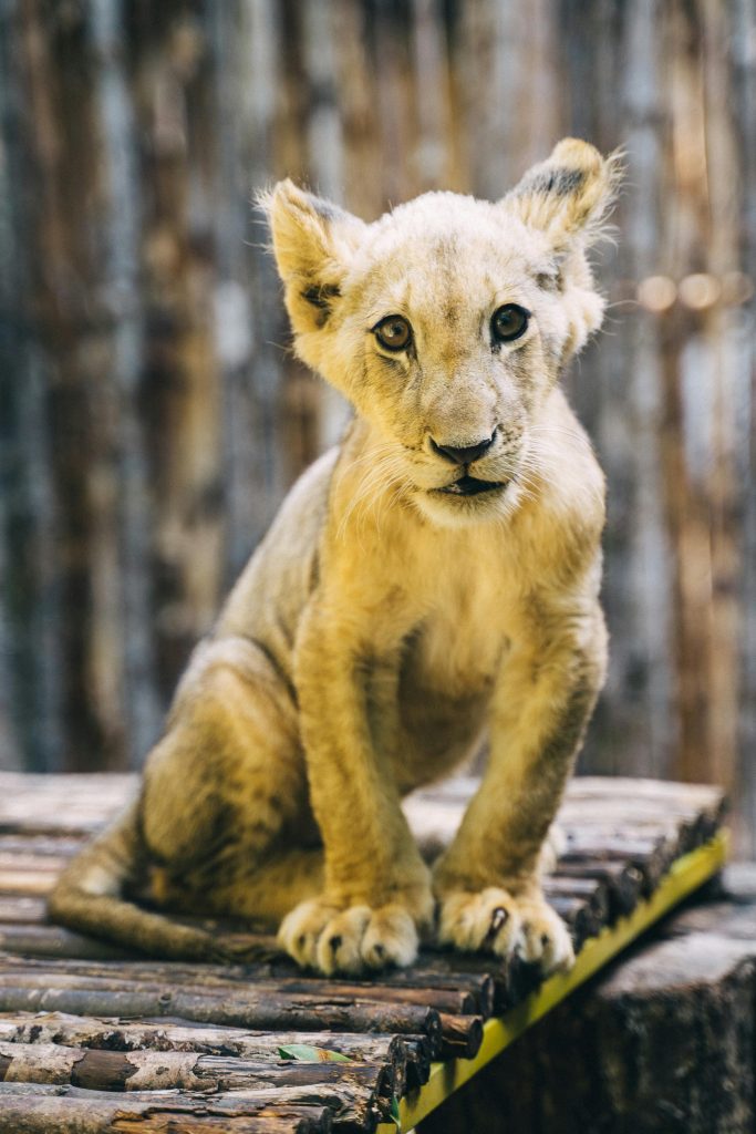 Unii oameni sunt îngrijorați pentru bunăstarea animalelor. sursa foto pexels.com
