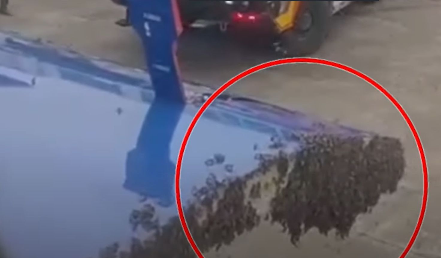 Un roi de mii de albine s-a agățat de un avion. sursa foto captura YouTube