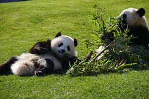 Urșii panda de la grădina zoologică Adventure World se vor întoarce în China. Timp de peste 30 de ani au fost sufletul orașului Shirahama din Japonia