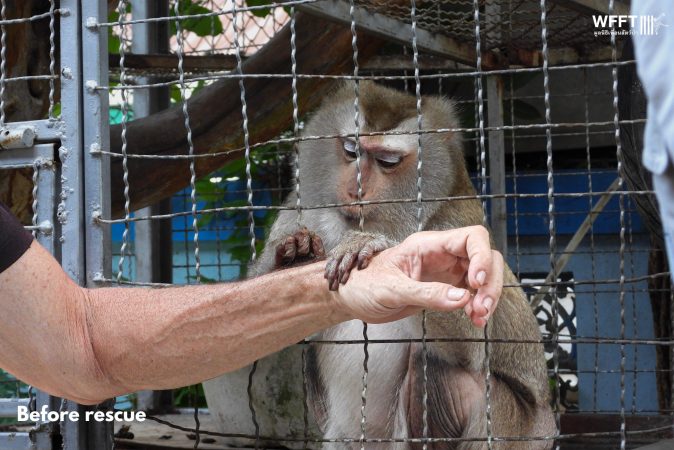 Viața într-un spital veterinar din Thailanda pentru animale sălbatice